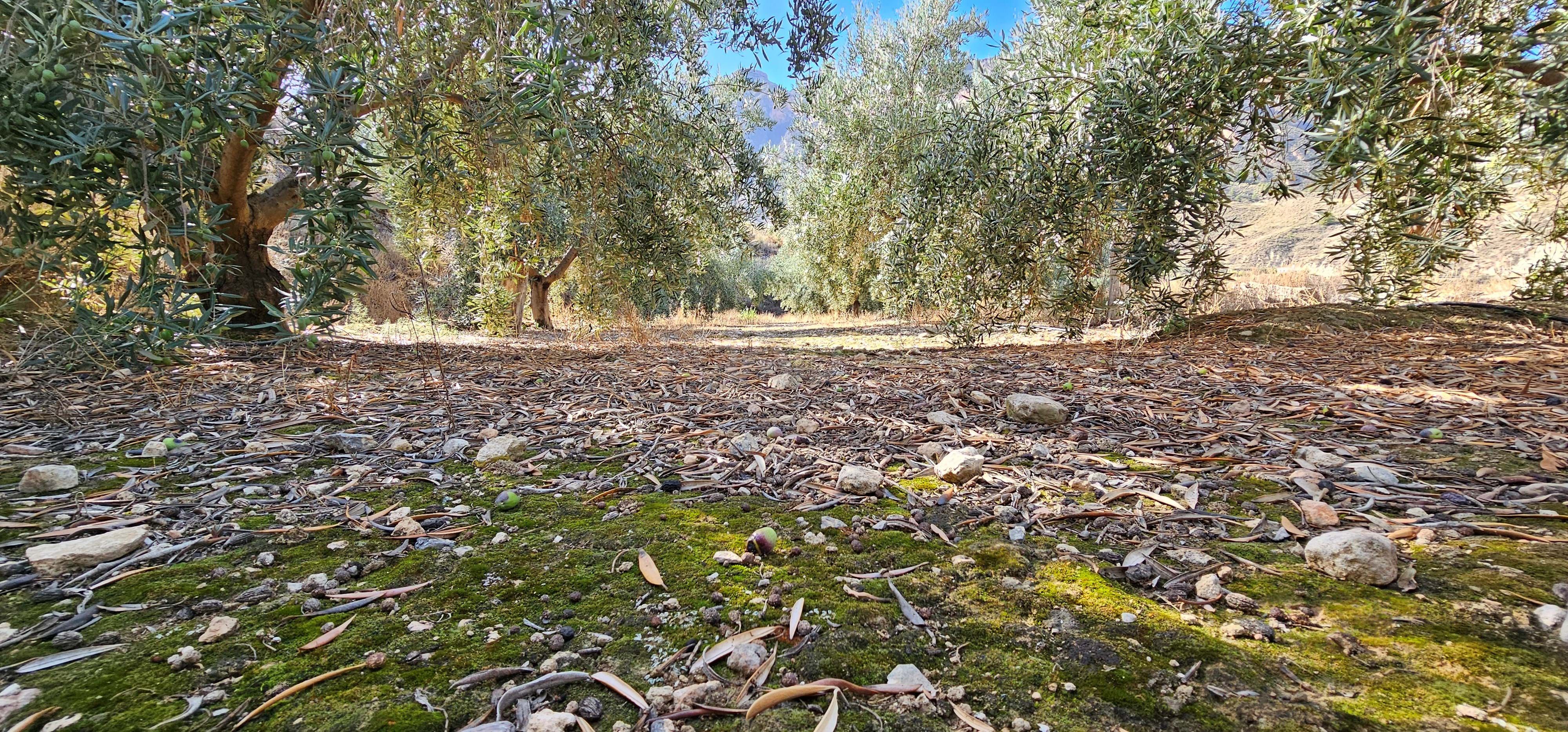 Residential for sale in Bentarique