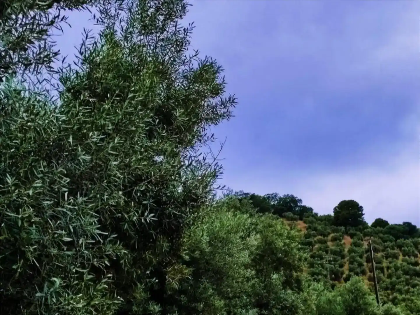 Terreno en venta en Jaén