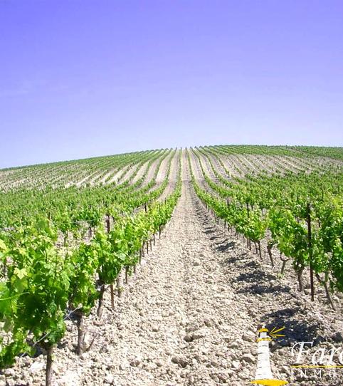 Foto 2 de Finca rústica en venta en Las Tablas, Santiago - Coronación, Jerez de la Frontera