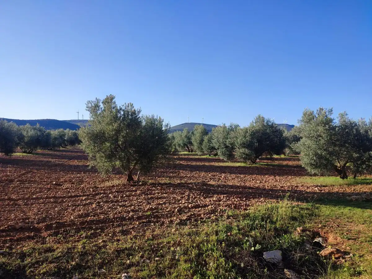 Rural land for sale in Valdepeñas, imagen 3