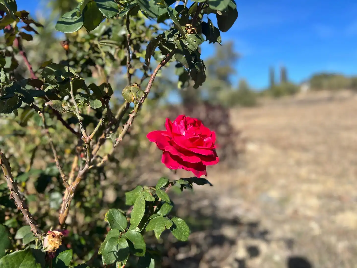 Jardín de Terreno en venta en Almogía