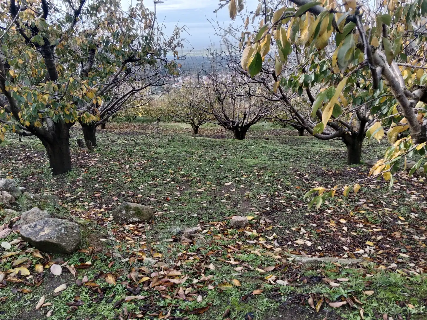 Terreni e lotti in vendita a Pasarón de la Vera, imagen 21