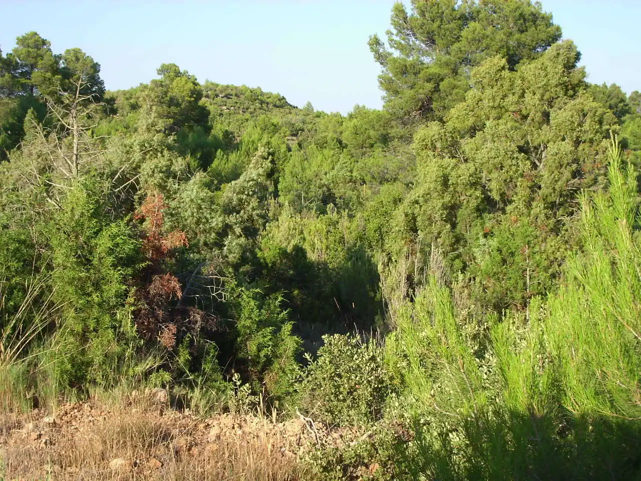 Terreni e lotti in vendita a Cardenete, imagen 6