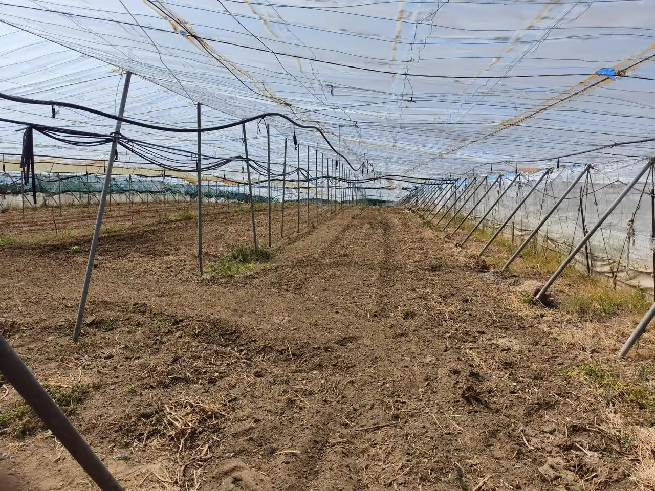 Terreno rustico in vendita a Hijuela de María, imagen 6