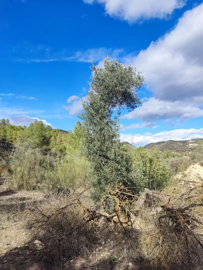 Terrain rustique à vendre à Riba-roja d'Ebre, imagen 8