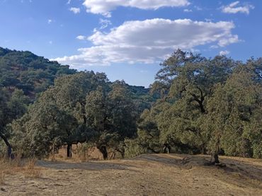 Residential land for sale in Cortegana