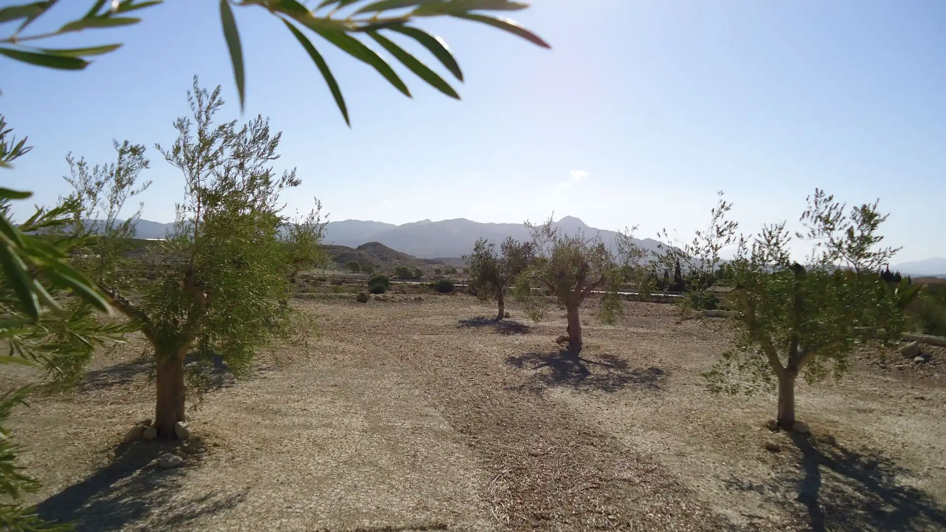 Lands and plots for sale in Abanilla, imagen 9