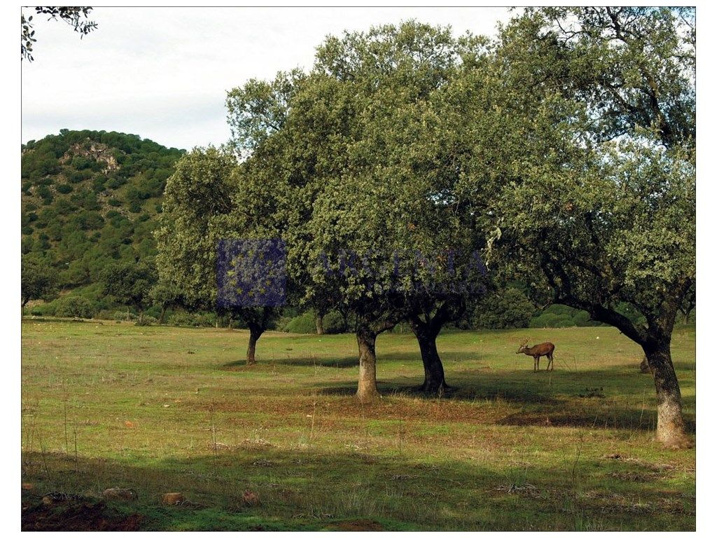 Finca rústica en venda en Casatejada