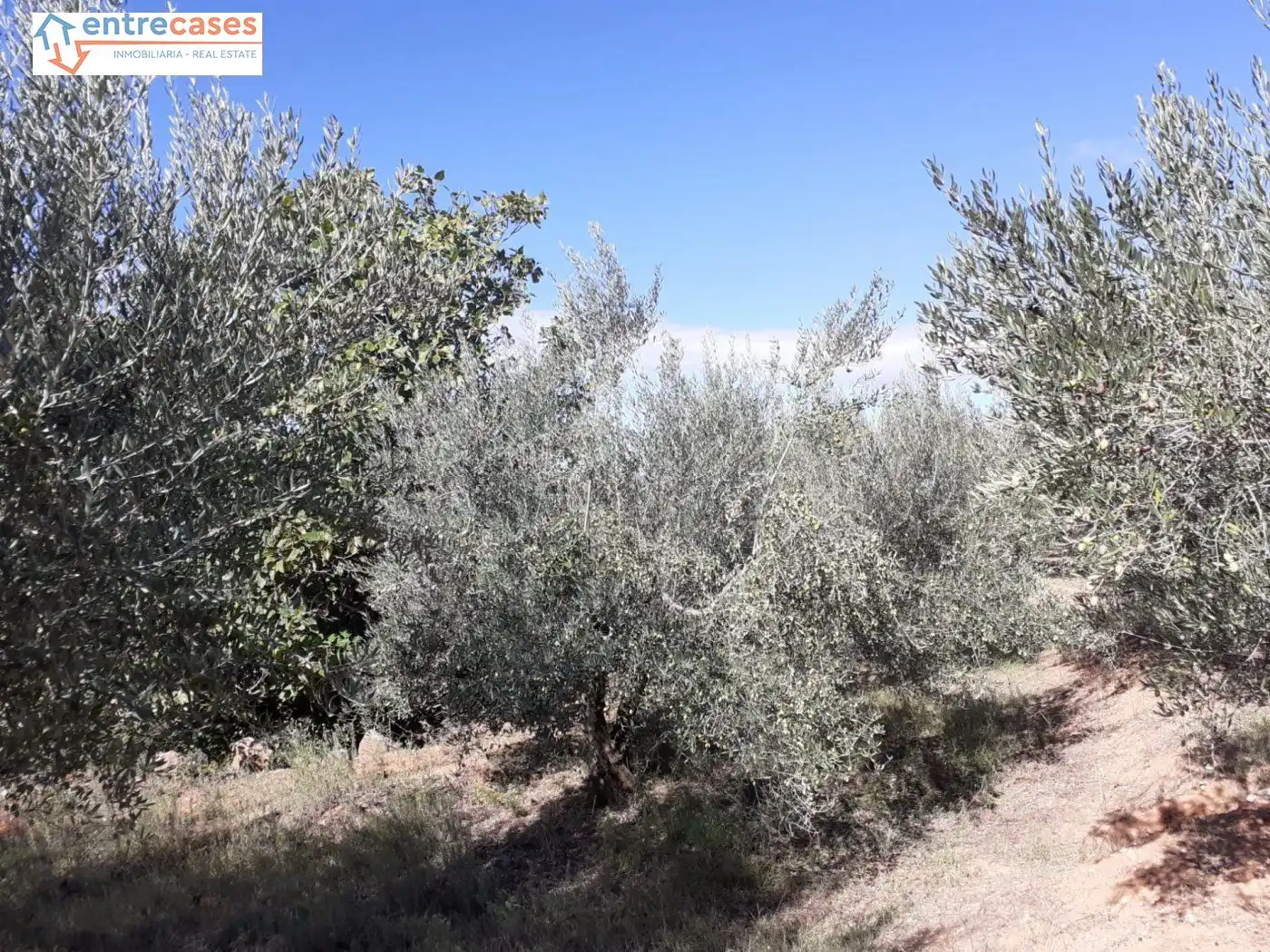 Terreno rustico in vendita a Segorbe, imagen 23