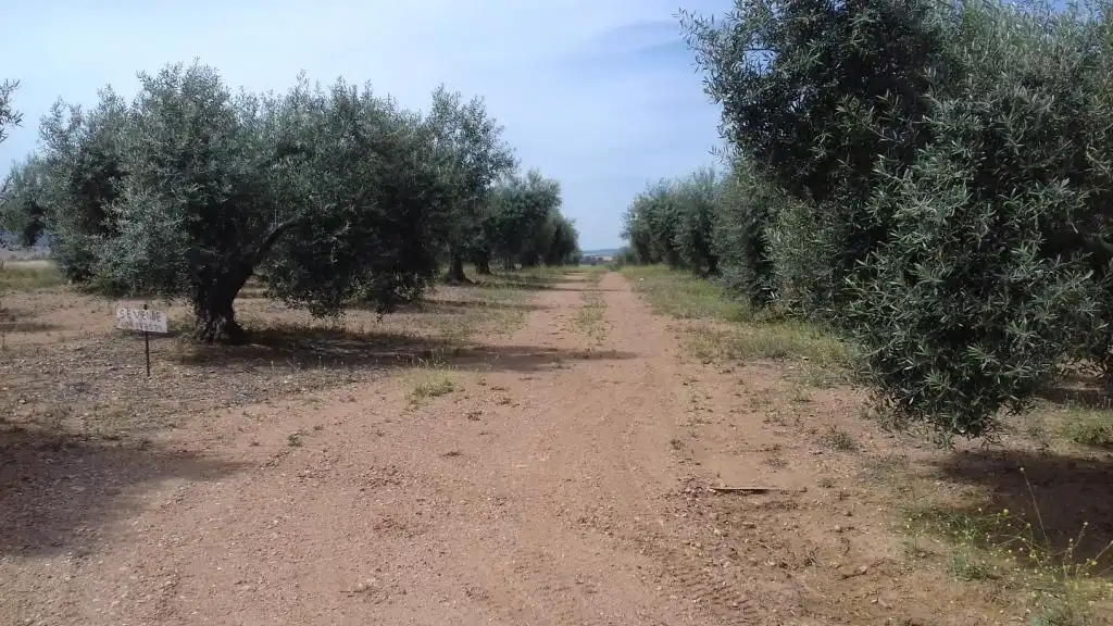 Terrain rustique à vendre à Don Benito, imagen 5