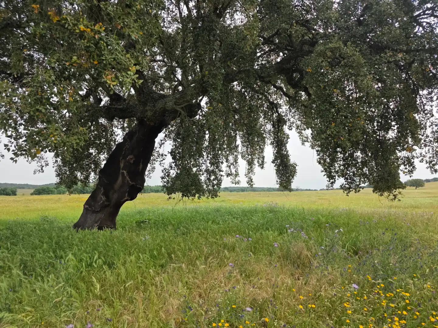 Terreni e lotti in vendita a Olivenza, imagen 11