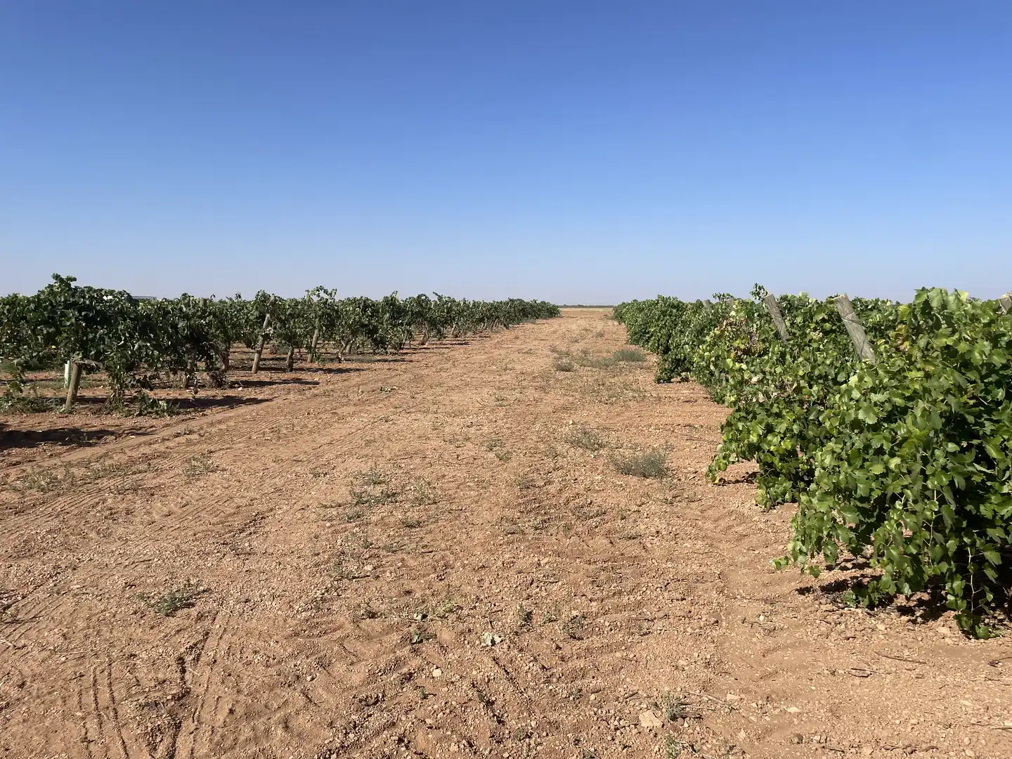 Terreny rústic en venda a Autovía de Extremadura a la Comunidad Valenciana 73, imagen 31