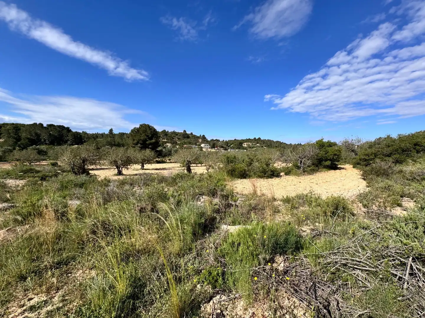 Land for sale in Polígono 26 Parcela 21 CASA BLANCA-BARBETA. TORRE, 26, Poligono Mas del Jutge