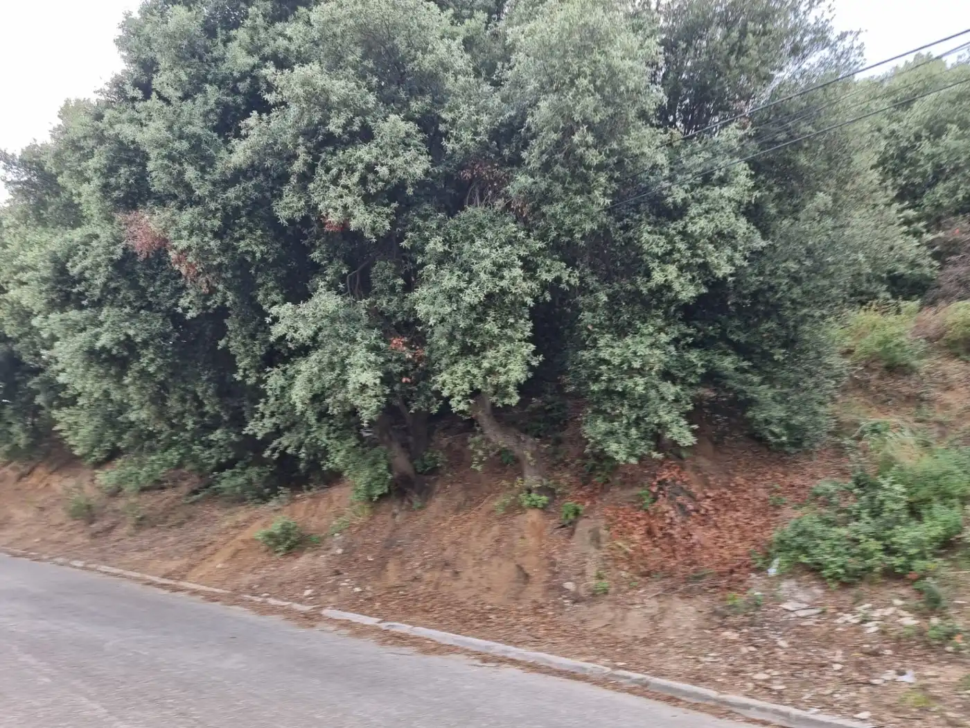 Lands and plots for sale in Calle MARGALLO, imagen 10