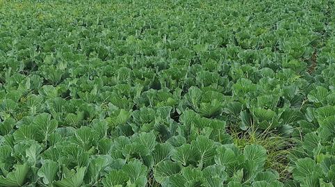 Photo 5 of Land for sale in Saboya, Alboraya