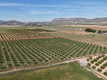 Terreno rustico in vendita a Yecla