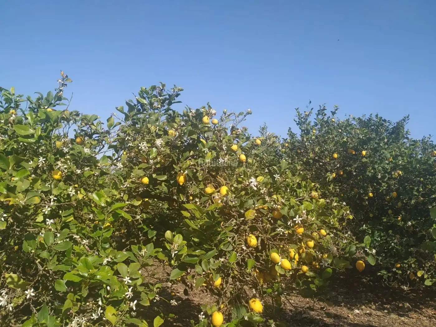 Rustikales Grundstück zum Verkauf in Camino de los Corrales 64, imagen 12