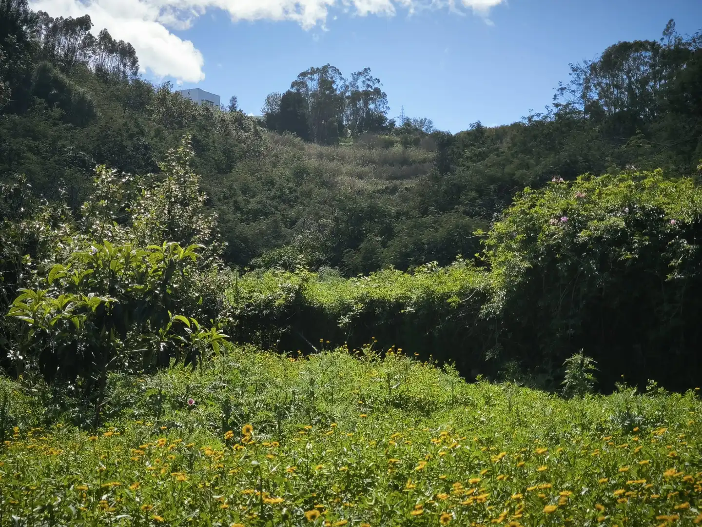 Finca rústica en venta en Moya (Las Palmas)