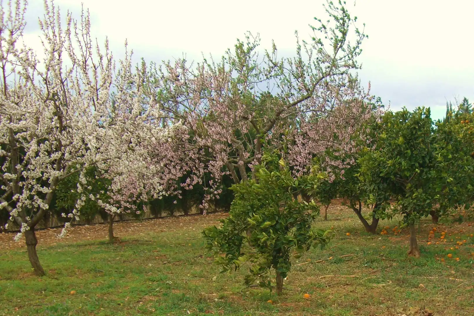 Jardí de Casa o xalet en venda en Alcalà de Xivert amb Calefacció, Jardí privat i Piscina