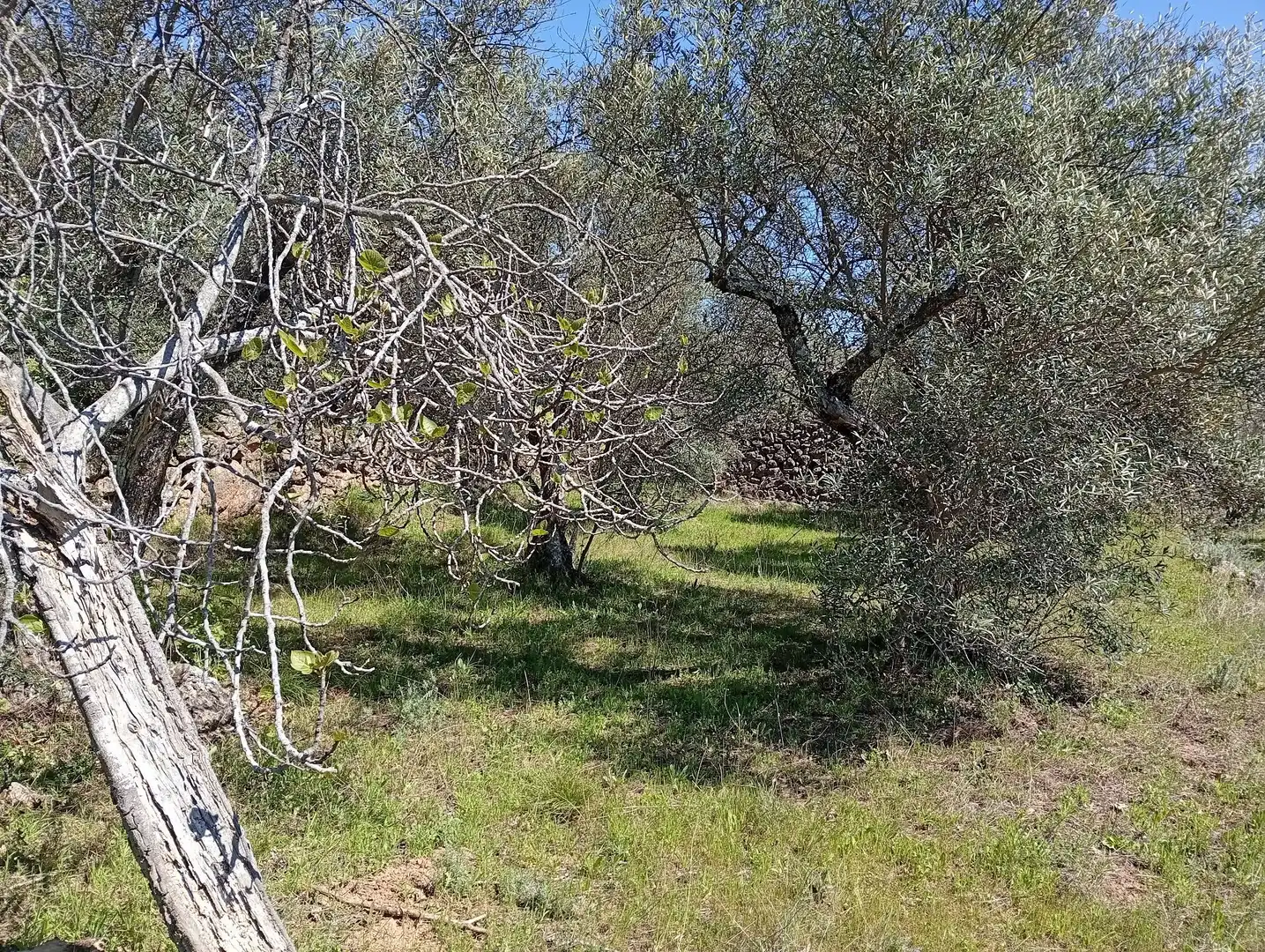 Terreni e lotti in vendita a Valverde de la Vera, imagen 51