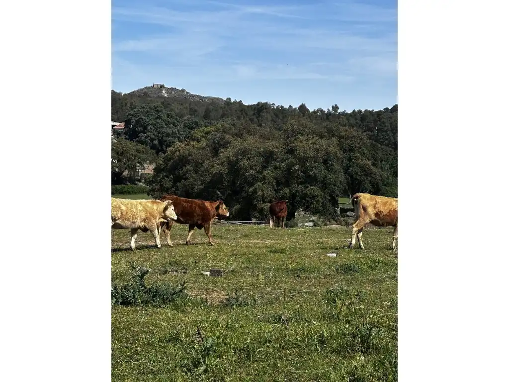 Casa rústica en venda a Lugar Cortijo Malfund, imagen 15