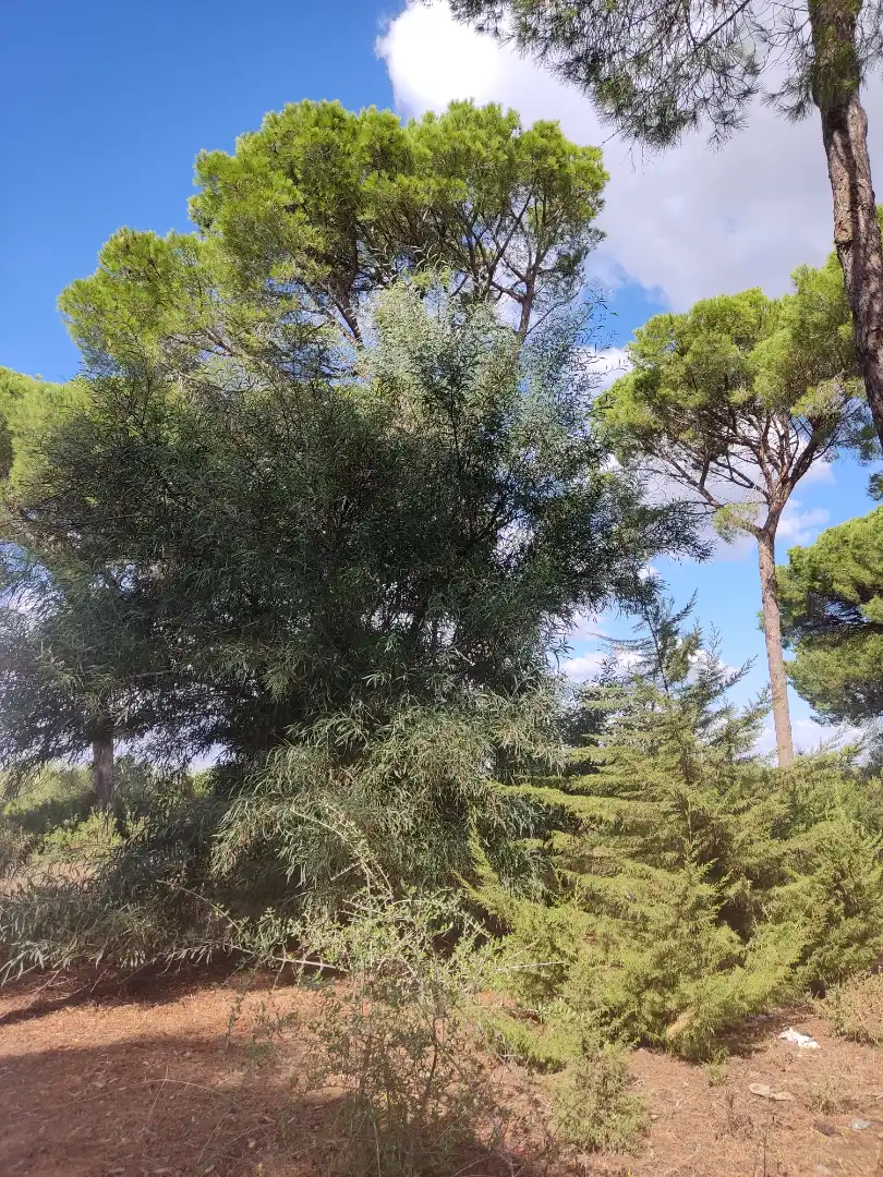 Terreni e lotti in vendita a Las Lagunas - Campano, imagen 4