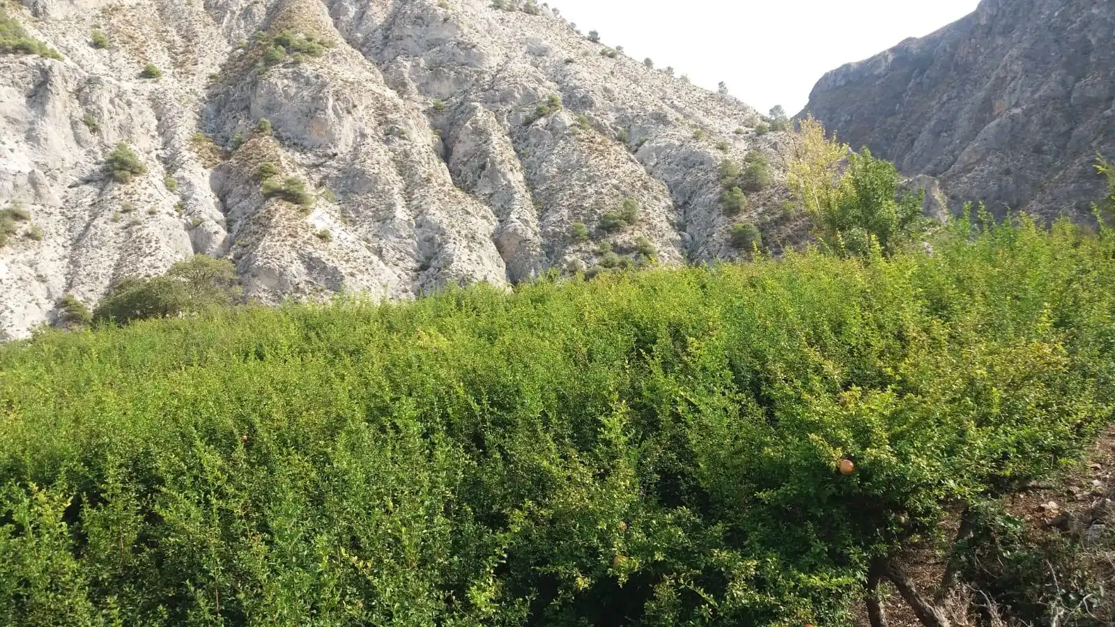 Rural land for sale in Villamena, imagen 13