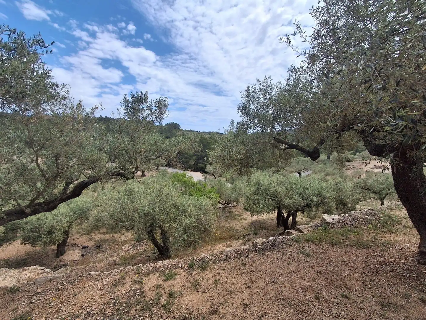 Terreno rustico in vendita a El Perelló, imagen 48