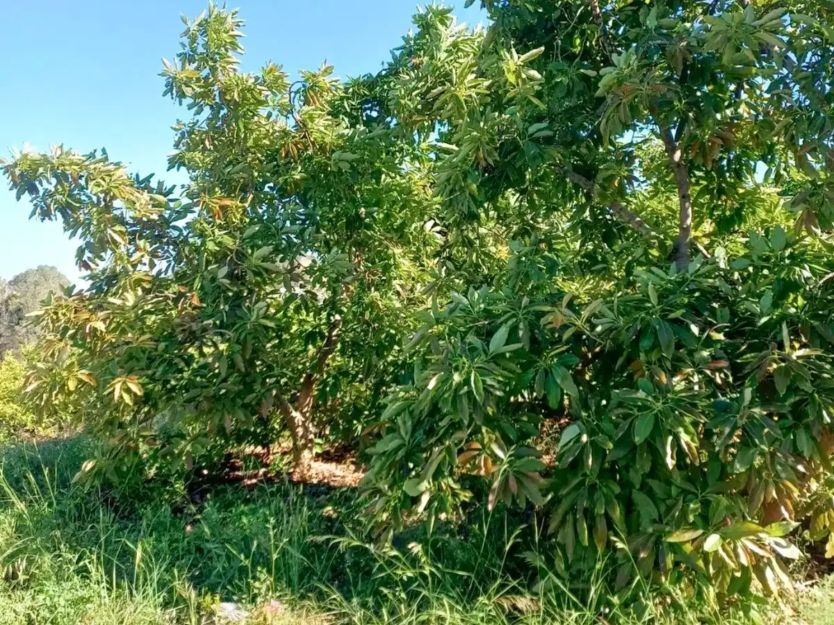 Finca rústica en venta en Polop