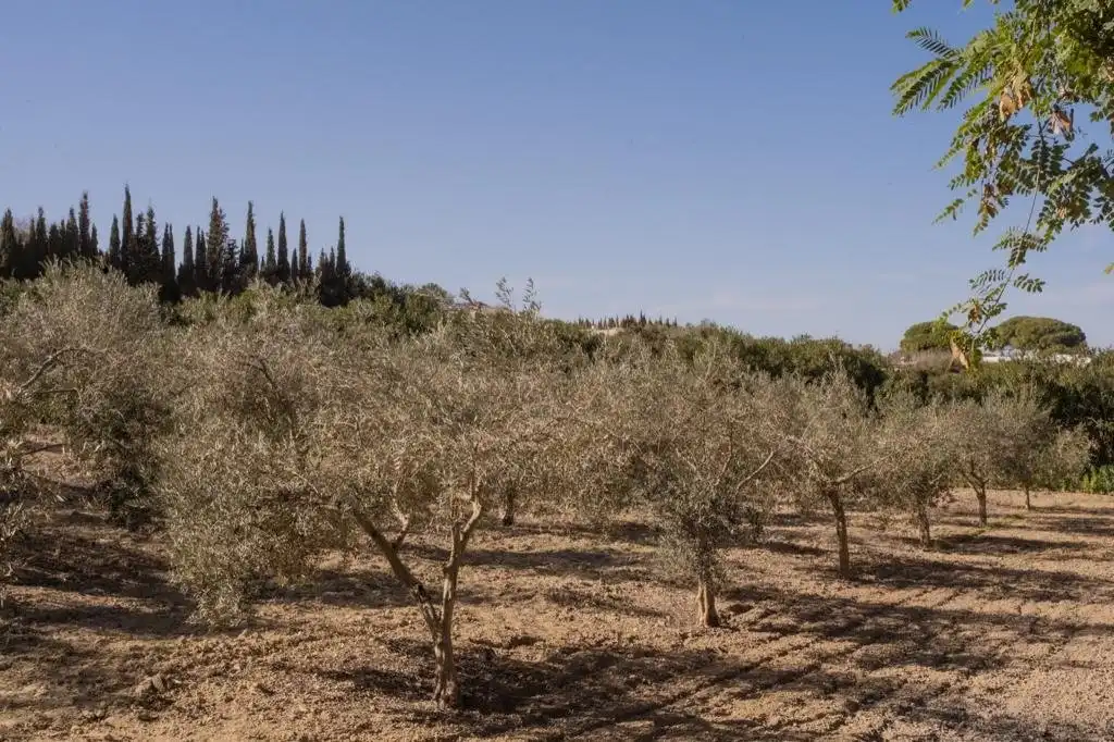 Jardí de Finca rústica en venda en Arcos de la Frontera amb Calefacció, Terrassa i Traster