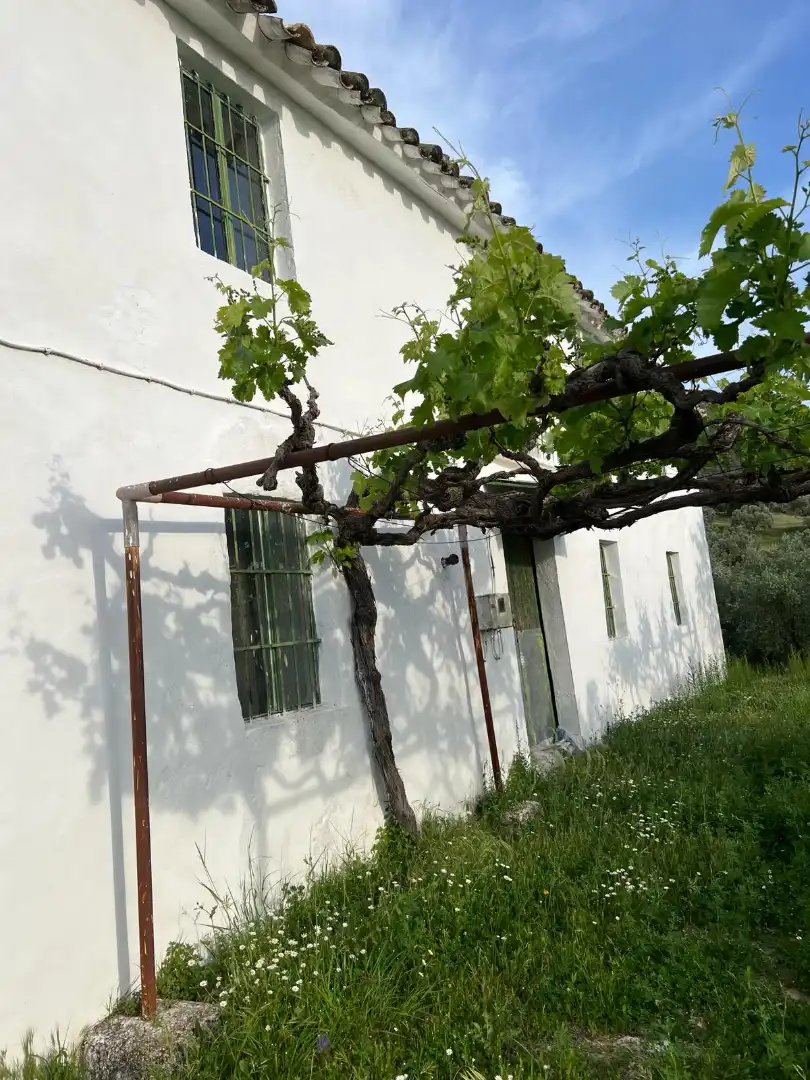 Terreno rustico in vendita a Cabra, imagen 5