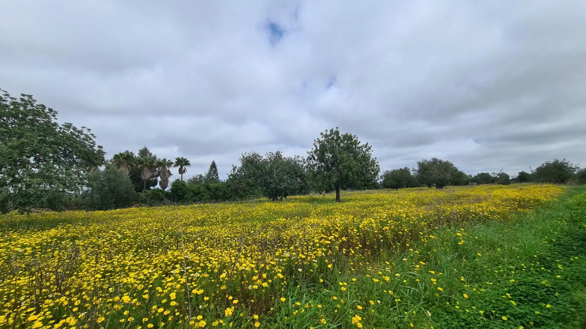 Terreny en venda en Llucmajor
