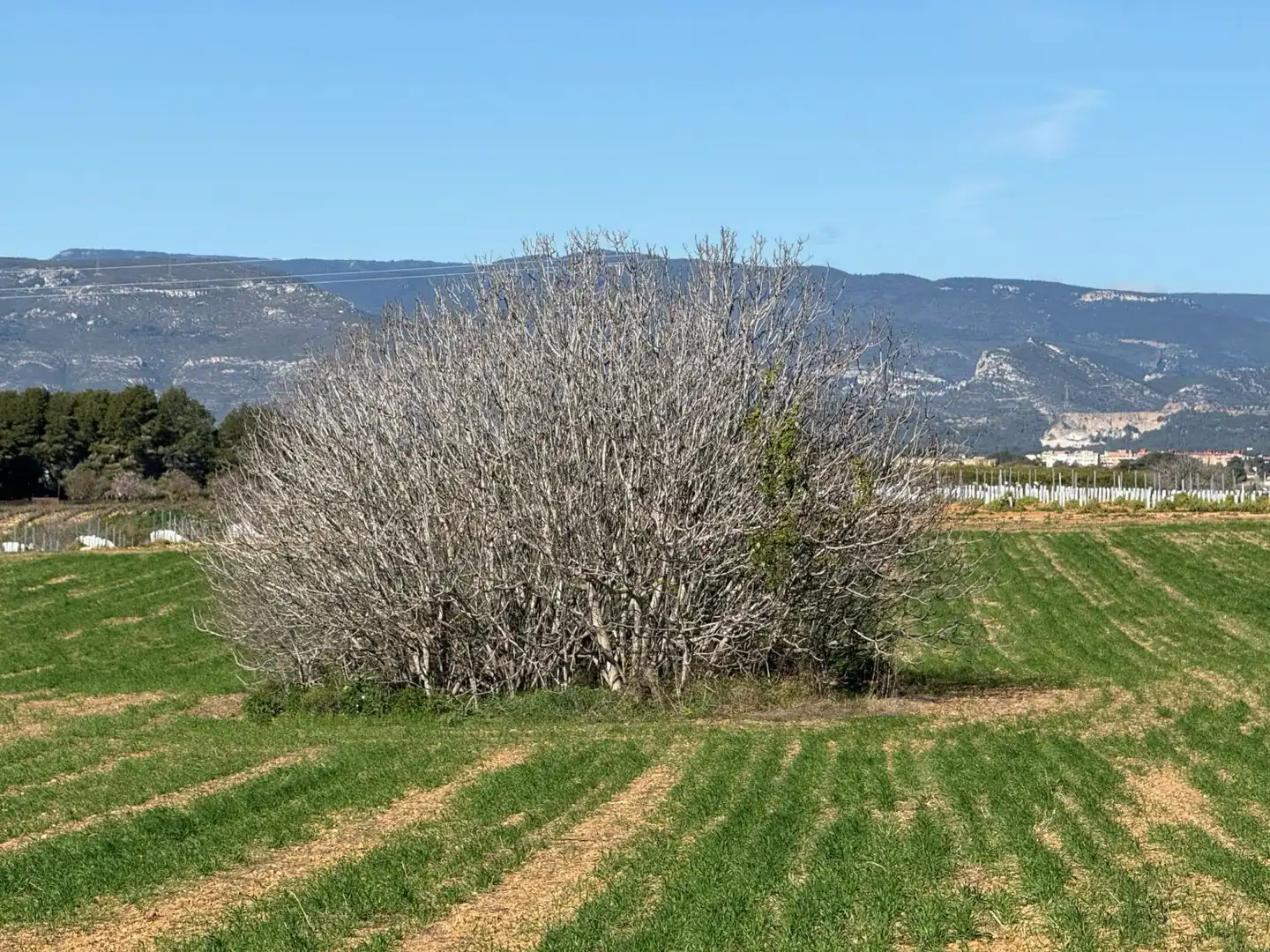 Finca rústica en venda a Puigpelat