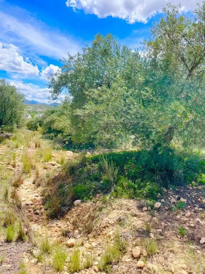 Terrenos y solares en venta en Vélez-Blanco, imagen 8