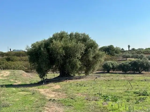 Terrenys i solars en venda a DEL REMEI, imagen 23