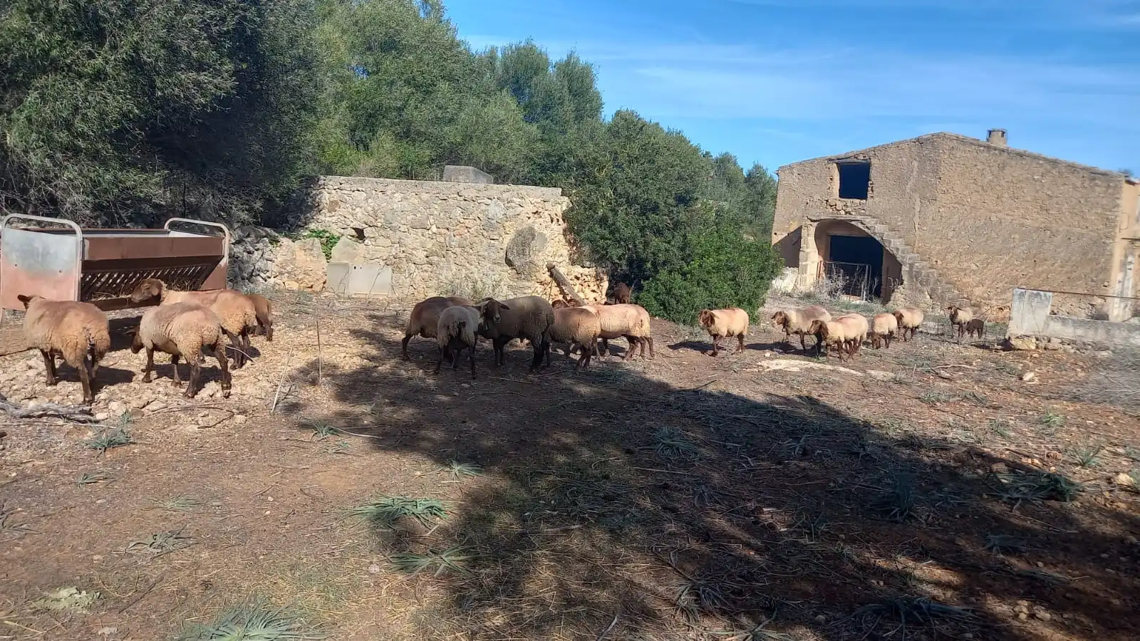 Rustikales Grundstück zum Verkauf in Manacor Centre, imagen 15