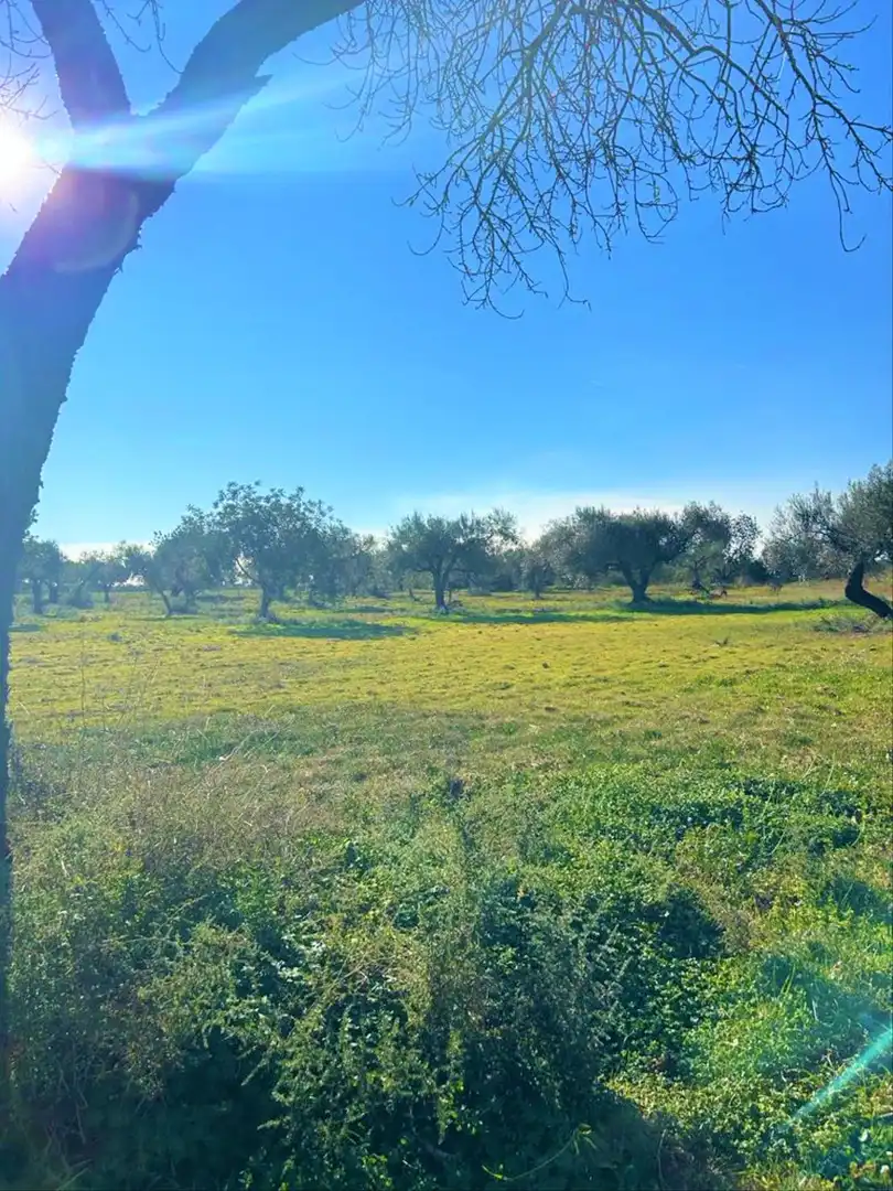 En venta finca rústica en Vinaròs, imatge 5