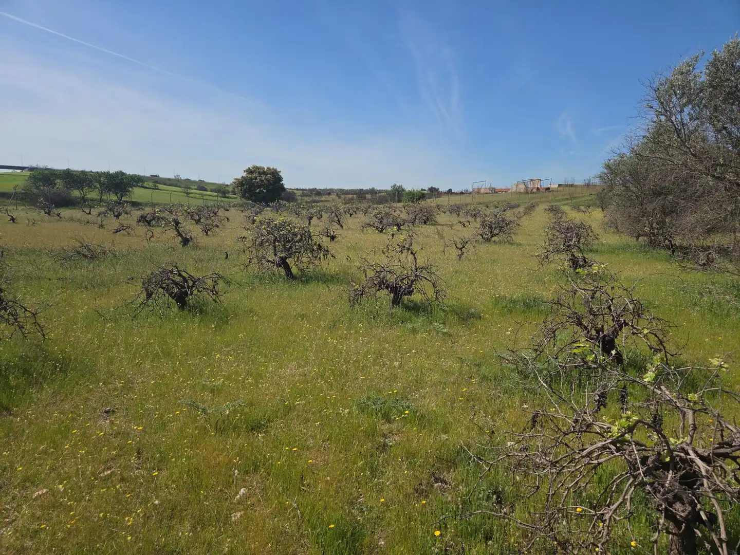 Finca rústica en venta en Navalcarnero