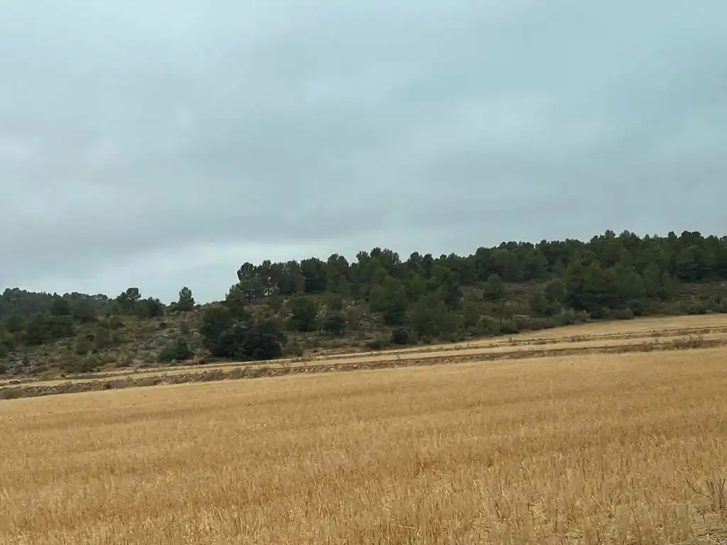 Grundstücke zum Verkauf in Peñas de San Pedro