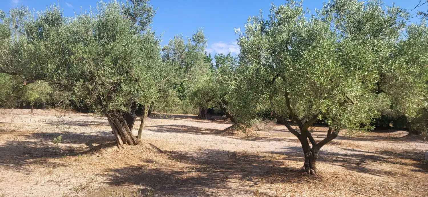 Finca rústica en venta en Mas de Barberans