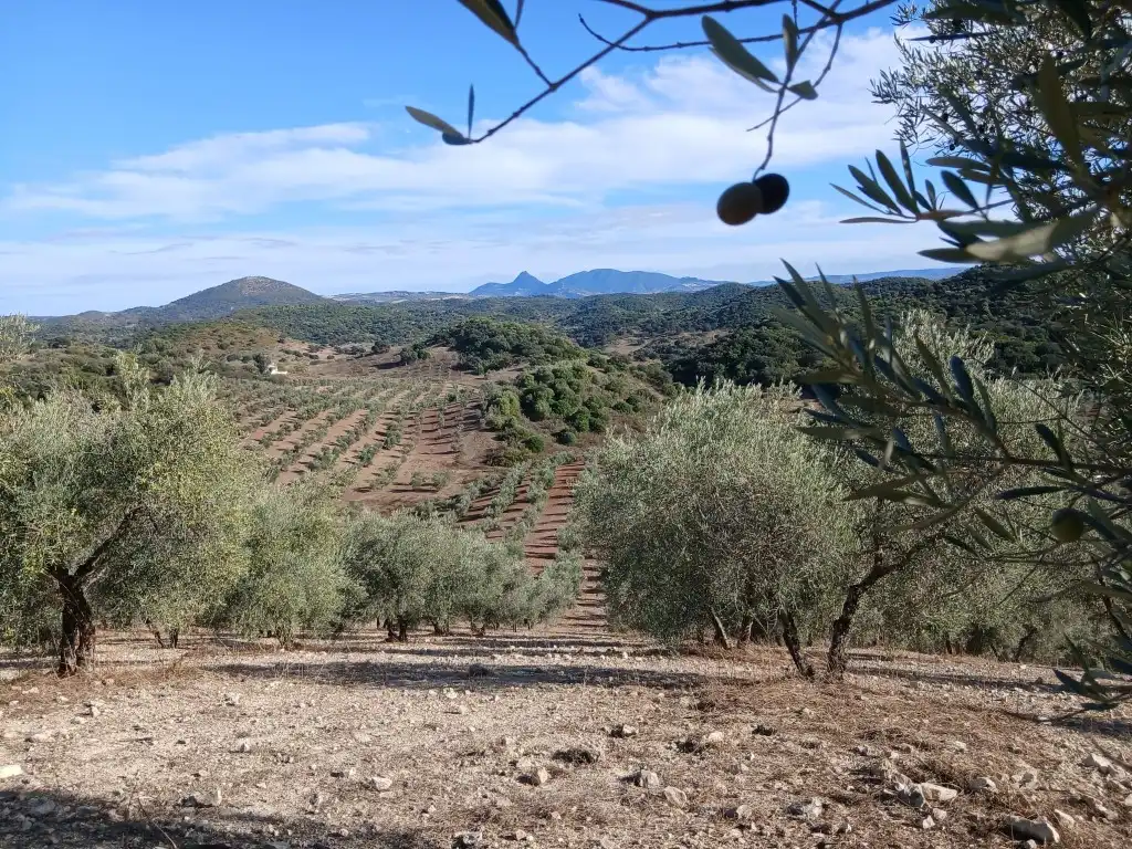Residential for sale in Morón de la Frontera