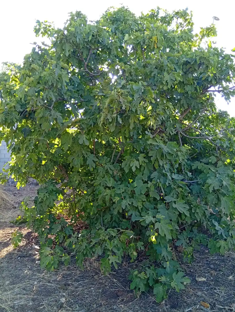 Terreni e lotti in vendita a La Hacienda - Nueva Andalucía, imagen 24