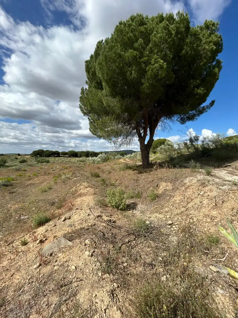Terrain rustique à vendre à Arcos de la Frontera, imagen 14