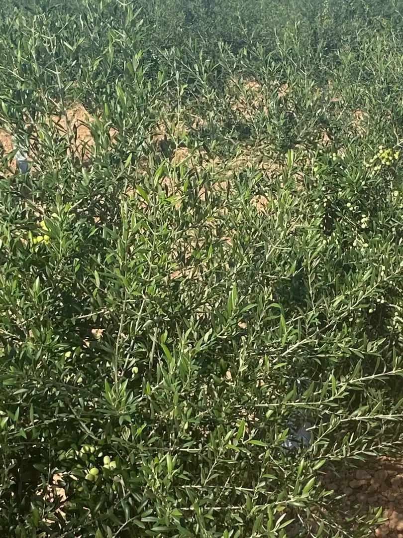 Terreno rustico in vendita a Calle García Pavón, imagen 22