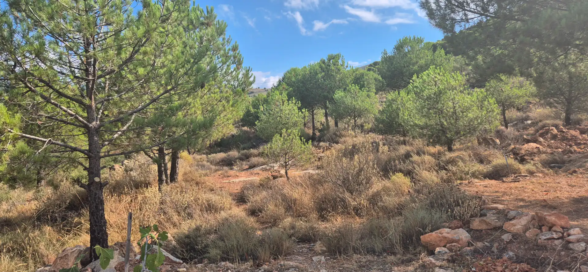 Terrain rustique à vendre à Alcolea, imagen 5