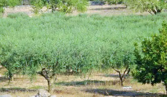 Garden of Residential for sale in La Pobla de Montornès  