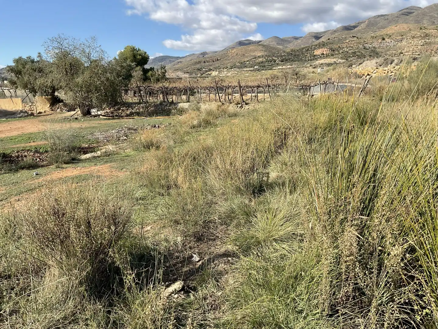 Land for sale in Padules