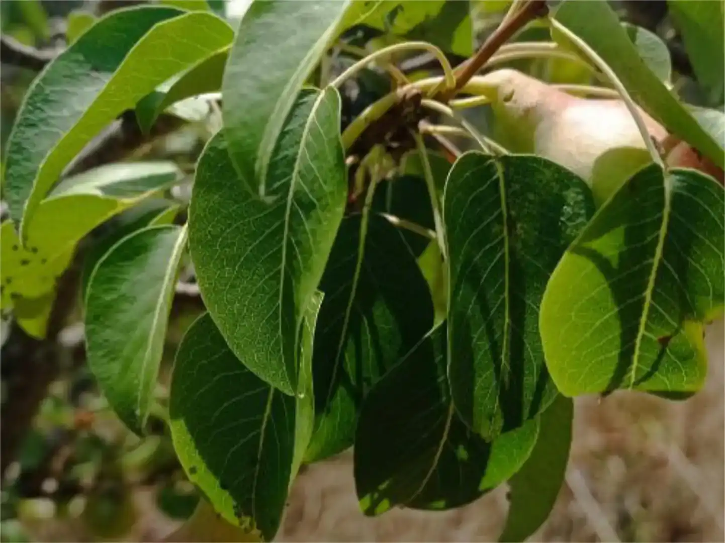 Jardín de Terreno en venta en Guillena