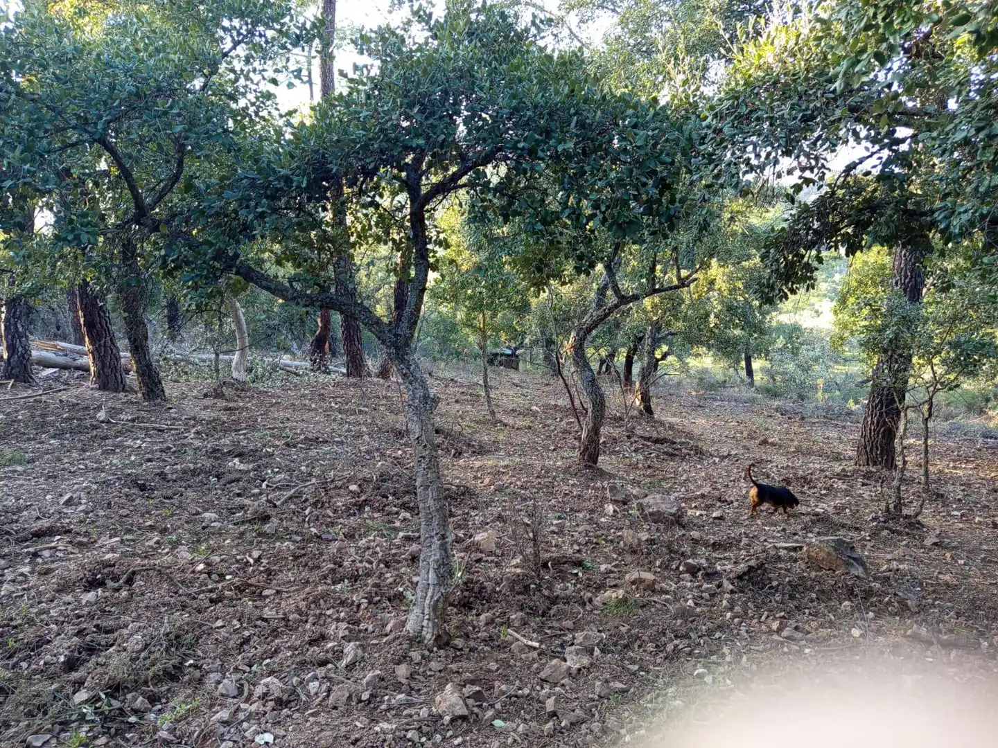 Finca rústica en venda en Almadén de la Plata amb Jardí privat