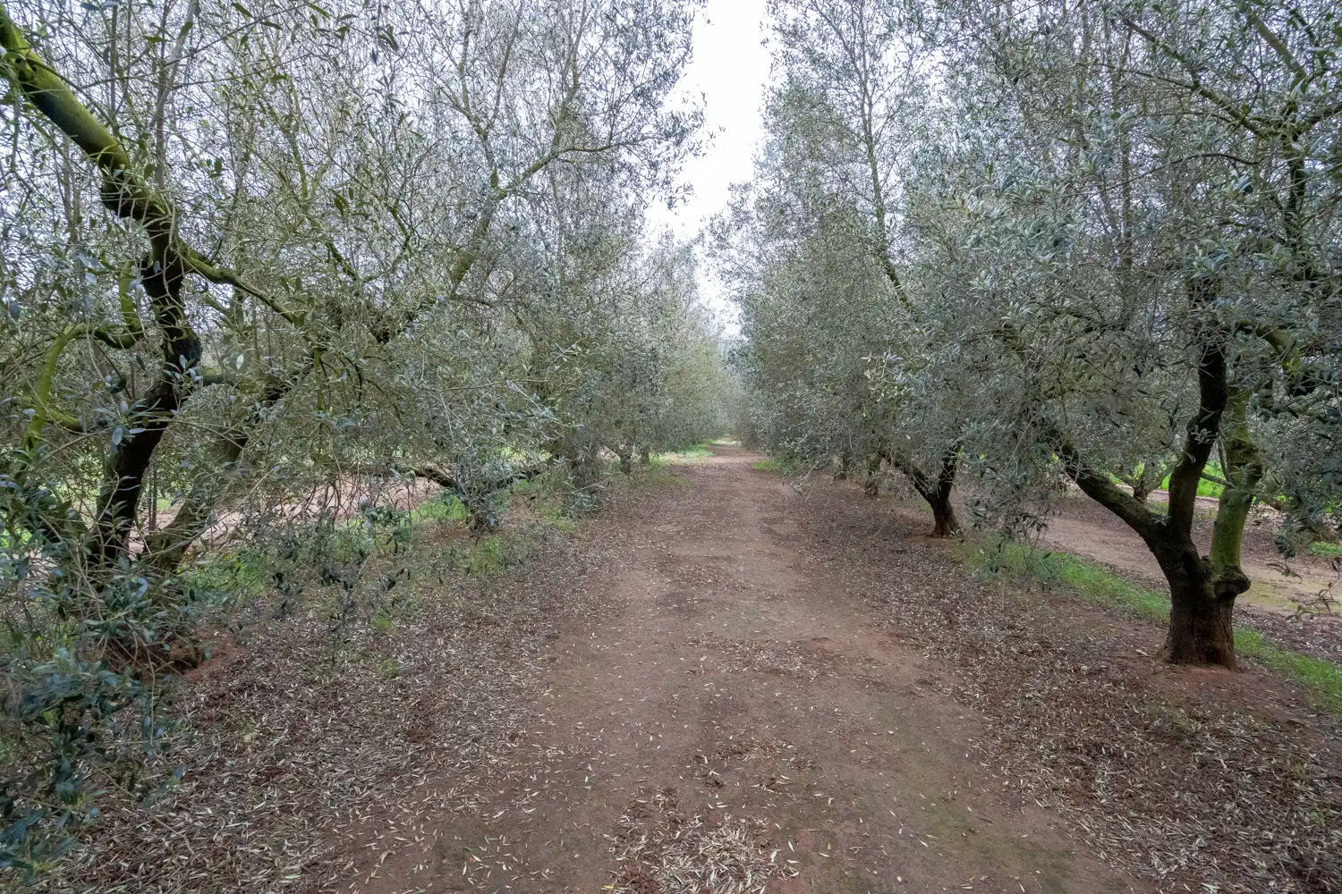 Rural land for sale in Godall, imagen 16